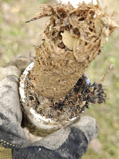 A 1.5" PVC pipe clogged with roots