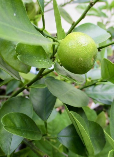 A calamansi plant with fruit still attached 