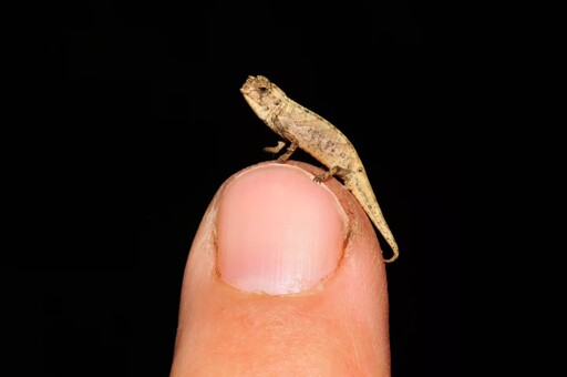TIL the smallest reptile in the world is a chameleon