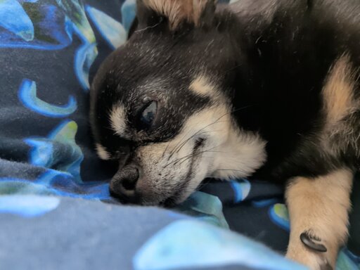 Chihuahua dreaming of treats