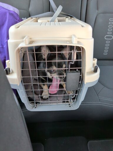 Little doggo with enormous tongue in a car box. 