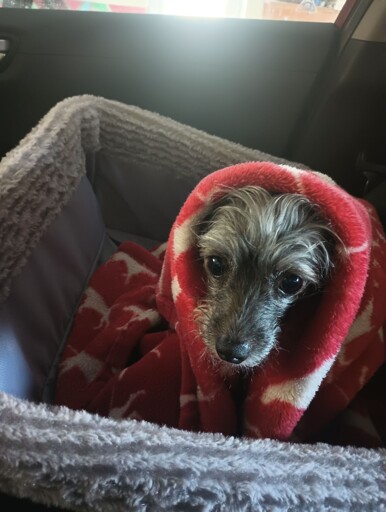 A small dog looking a little nervous, with a blanket around him like a babushka.