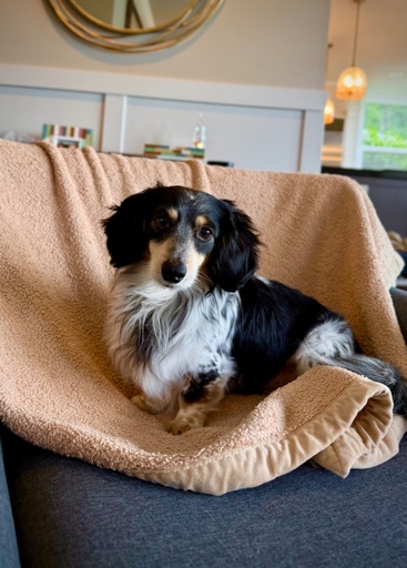 A small longhaired black and tan piebald dachshund sits on a tan blanket in a chair very cutely